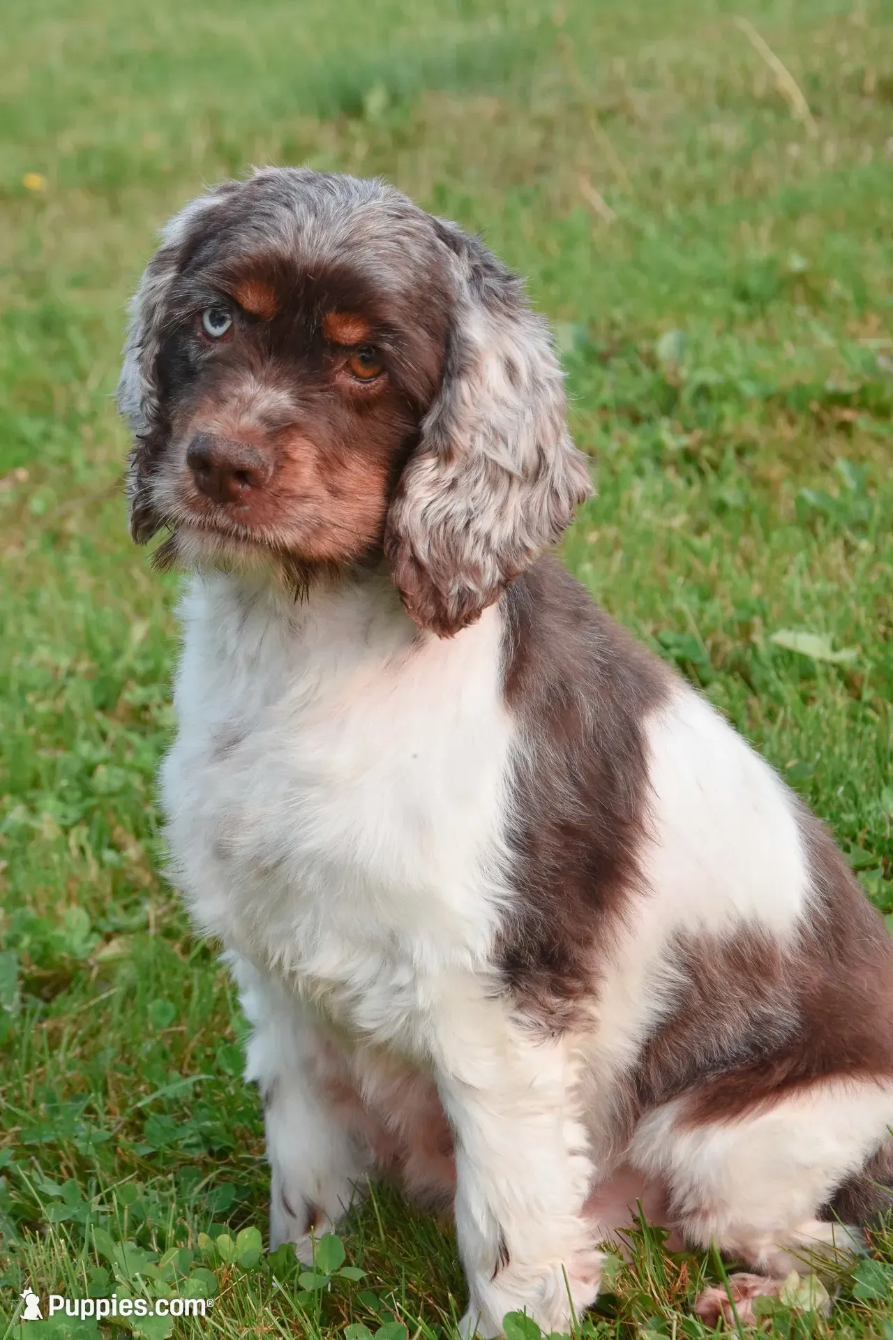 Quentin, a male Cockapoo for sale in Winfield, PA – 3 of 5