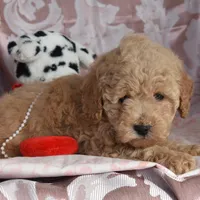 Mike, a male Cockapoo for sale in Winfield, PA – Photo 2 of 5
