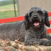 Mike, a male Cockapoo for sale in Winfield, PA – Photo 4 of 5