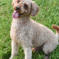 Mike, a male Cockapoo for sale in Winfield, PA – Photo 5 of 5