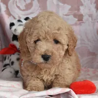 Mike, a male Cockapoo for sale in Winfield, PA – Photo 1 of 5
