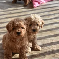 Mike, a male Cockapoo for sale in Winfield, PA – Photo 3 of 5