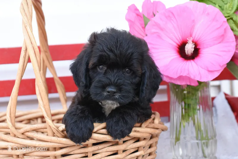Strider – Cockapoo puppy for sale in Winfield, PA