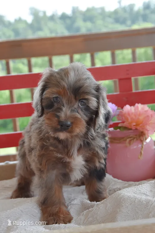 Queenie – Cockapoo puppy for sale in Winfield, PA
