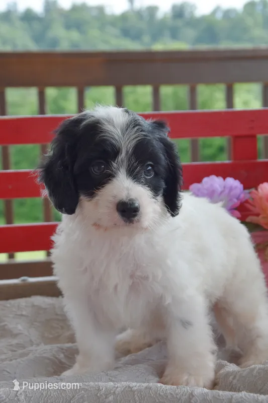 Quentin – Cockapoo puppy for sale in Winfield, PA