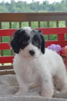 Quentin, a male Cockapoo for sale in Winfield, PA – 1 of 5