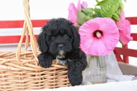 Sparrow, a male Cockapoo for sale in Winfield, PA – 2 of 4