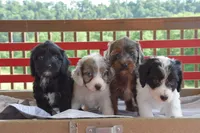 Quentin, a male Cockapoo for sale in Winfield, PA – 5 of 5