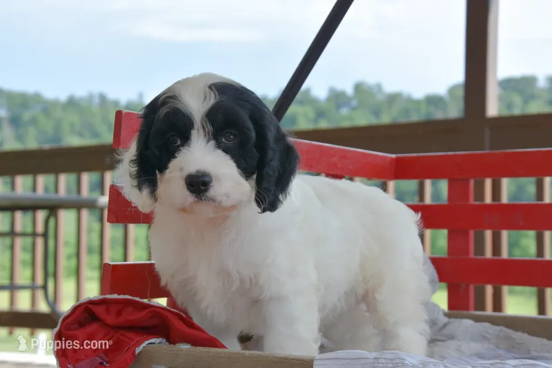 Penny – Cockapoo puppy for sale in Winfield, PA