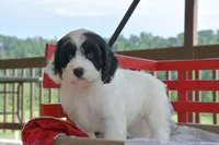 Penny, a female Cockapoo for sale in Winfield, PA – 1 of 5