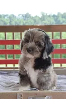 Philip, a male Cockapoo for sale in Winfield, PA – 3 of 6