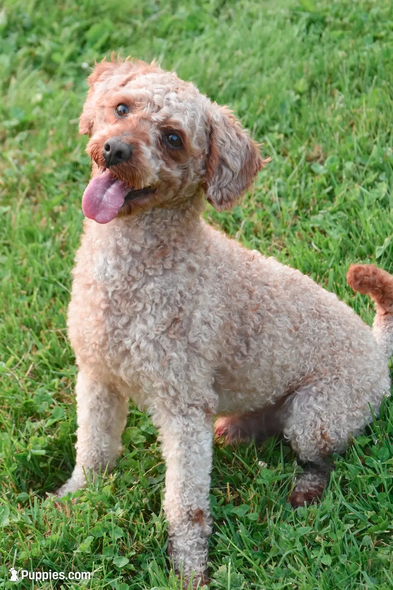 Quentin, a male Cockapoo for sale in Winfield, PA – 4 of 5