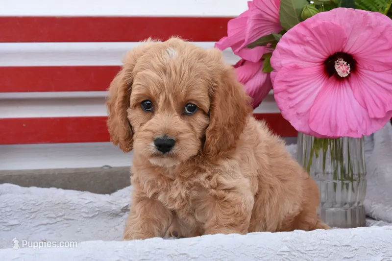 Shannon – Cockapoo puppy for sale in Winfield, PA