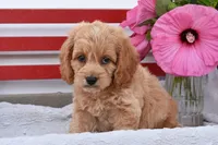 Shannon, a male Cockapoo for sale in Winfield, PA – 1 of 4