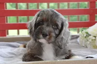 Patches, a male Cockapoo for sale in Winfield, PA – 1 of 5