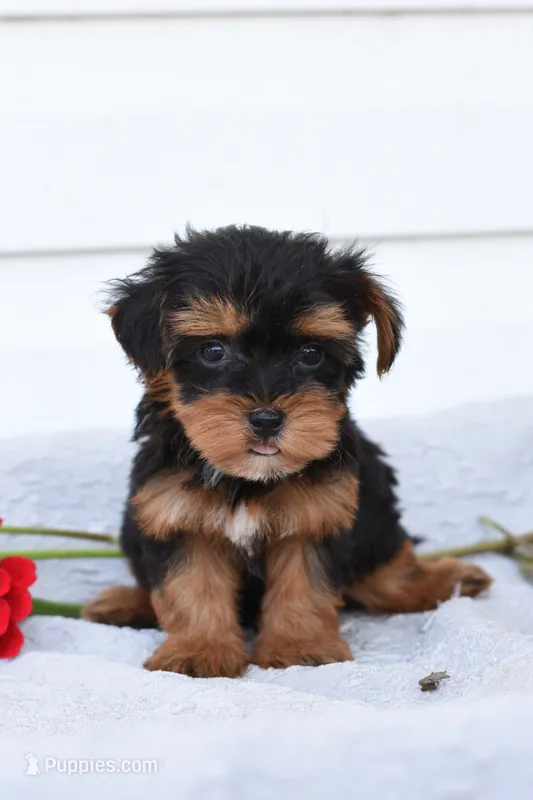 Roger  – Yorkipoo puppy for sale in Winfield, PA