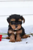 Roger , a male Yorkipoo for sale in Winfield, PA – 1 of 4