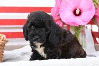 Strider, a male Cockapoo for sale in Winfield, PA – 2 of 4