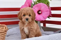Selena, a female Cockapoo for sale in Winfield, PA – 2 of 4