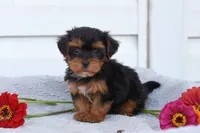 Roger , a male Yorkipoo for sale in Winfield, PA – 2 of 4
