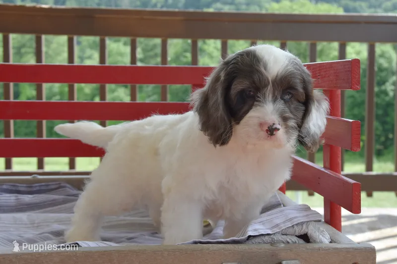 Peter – Cockapoo puppy for sale in Winfield, PA
