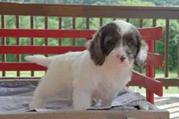 Peter, a male Cockapoo for sale in Winfield, PA – 1 of 5