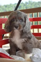 Patches, a male Cockapoo for sale in Winfield, PA – 2 of 5