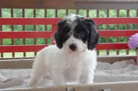 Quentin, a male Cockapoo for sale in Winfield, PA – 2 of 5