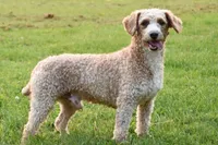 Priscilla, a female Cockapoo for sale in Winfield, PA – 4 of 5