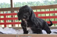 Patty, a female Cockapoo for sale in Winfield, PA – 2 of 5