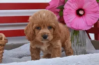Samson, a male Cockapoo for sale in Winfield, PA – 2 of 4