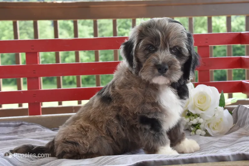 Philip – Cockapoo puppy for sale in Winfield, PA