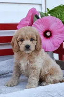 Sage, a female Cockapoo for sale in Winfield, PA – 2 of 4
