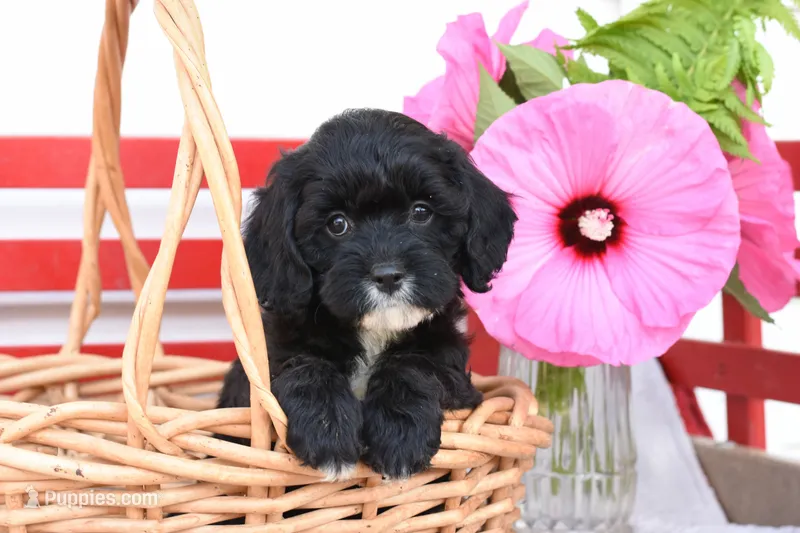 Skye – Cockapoo puppy for sale in Winfield, PA