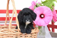Skye, a female Cockapoo for sale in Winfield, PA – 1 of 4