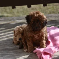 Mary, a female Cockapoo for sale in Winfield, PA – Photo 2 of 3