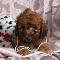 Mary, a female Cockapoo for sale in Winfield, PA – Photo 3 of 3