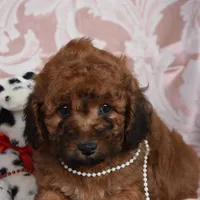 Mary, a female Cockapoo for sale in Winfield, PA – Photo 1 of 3