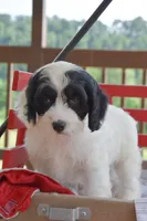 Penny, a female Cockapoo for sale in Winfield, PA – 2 of 5