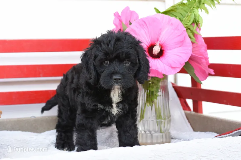 Sparrow – Cockapoo puppy for sale in Winfield, PA