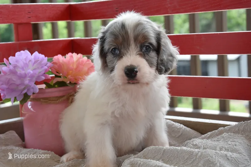 Quill – Cockapoo puppy for sale in Winfield, PA