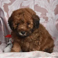 Melvin, a male Cockapoo for sale in Winfield, PA – Photo 2 of 2