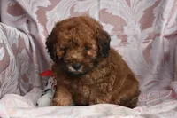 Melvin, a male Cockapoo for sale in Winfield, PA – Photo 2 of 2