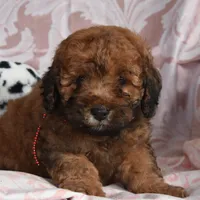 Melvin, a male Cockapoo for sale in Winfield, PA – Photo 1 of 2