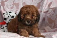 Melvin, a male Cockapoo for sale in Winfield, PA – Photo 1 of 2