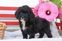 Skye, a female Cockapoo for sale in Winfield, PA – 2 of 4