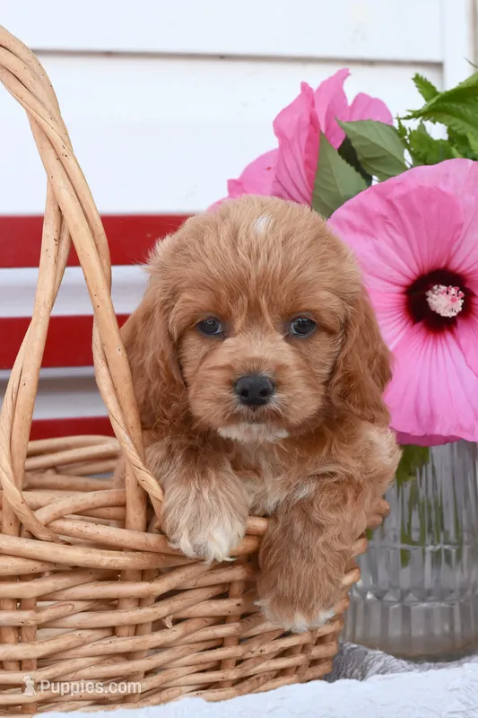 Samson – Cockapoo puppy for sale in Winfield, PA