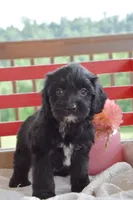 Quinn, a female Cockapoo for sale in Winfield, PA – 2 of 5