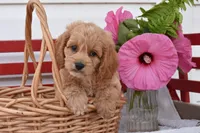 Shannon, a male Cockapoo for sale in Winfield, PA – 2 of 4