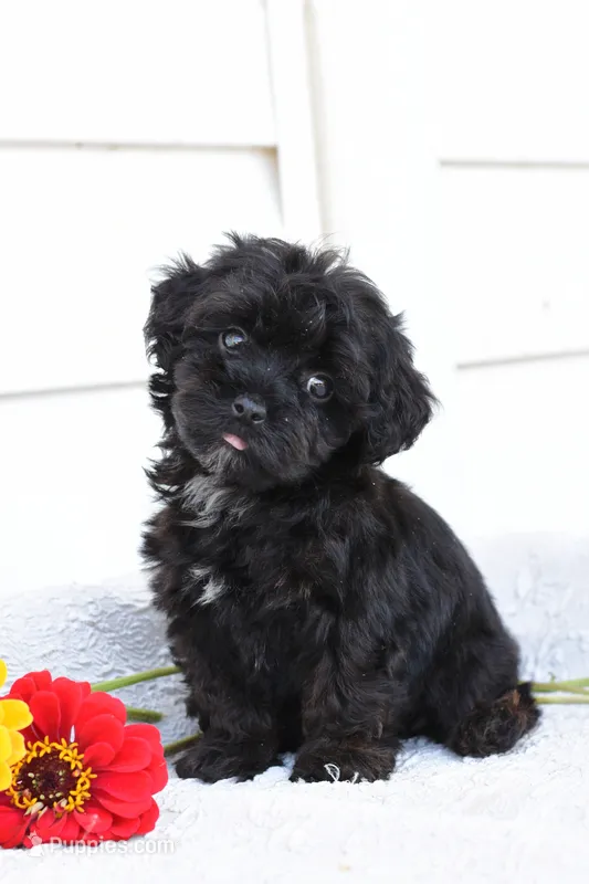 Rover – Yorkipoo puppy for sale in Winfield, PA